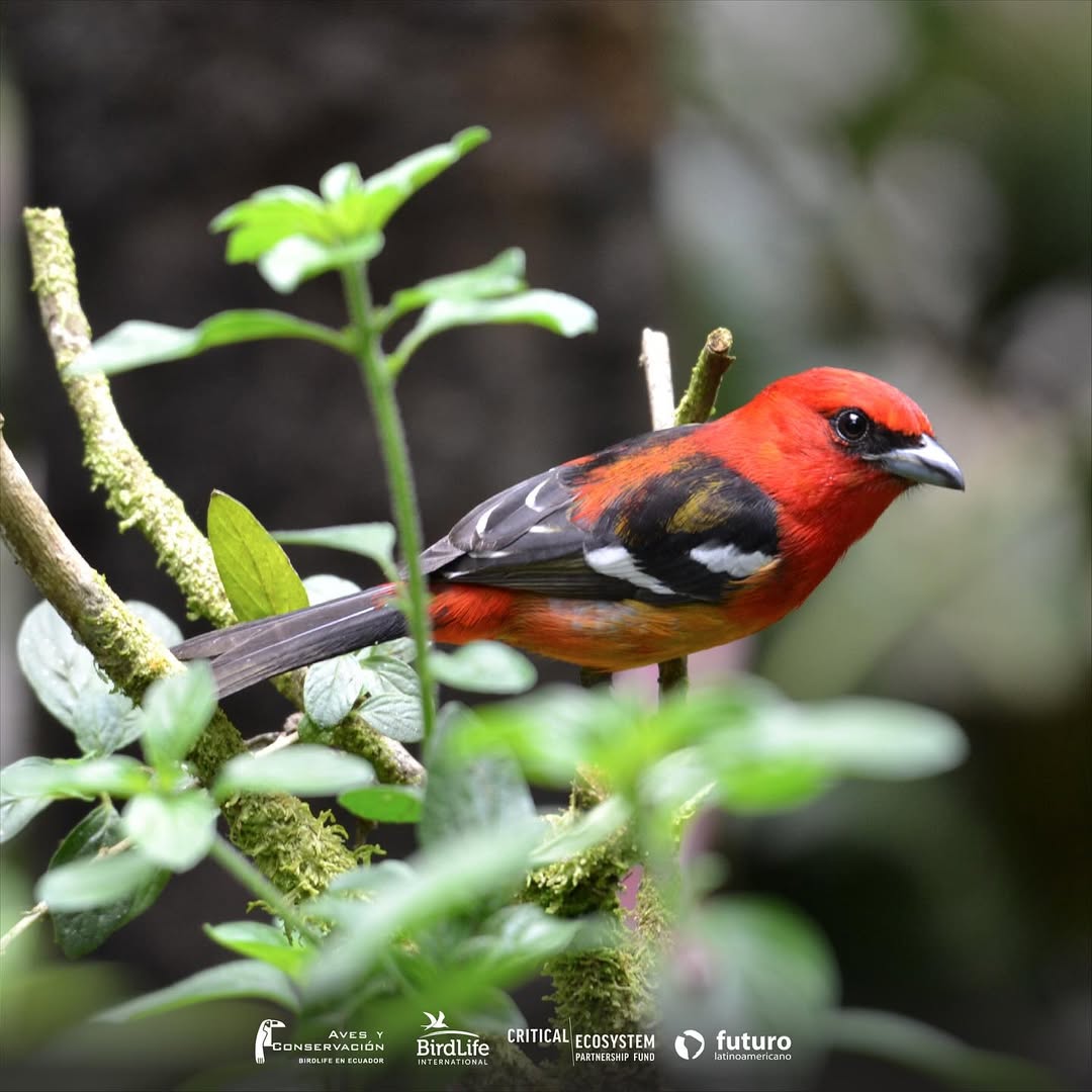 Aves y Conservación celebra 39 años cuidando la biodiversidad del Ecuador