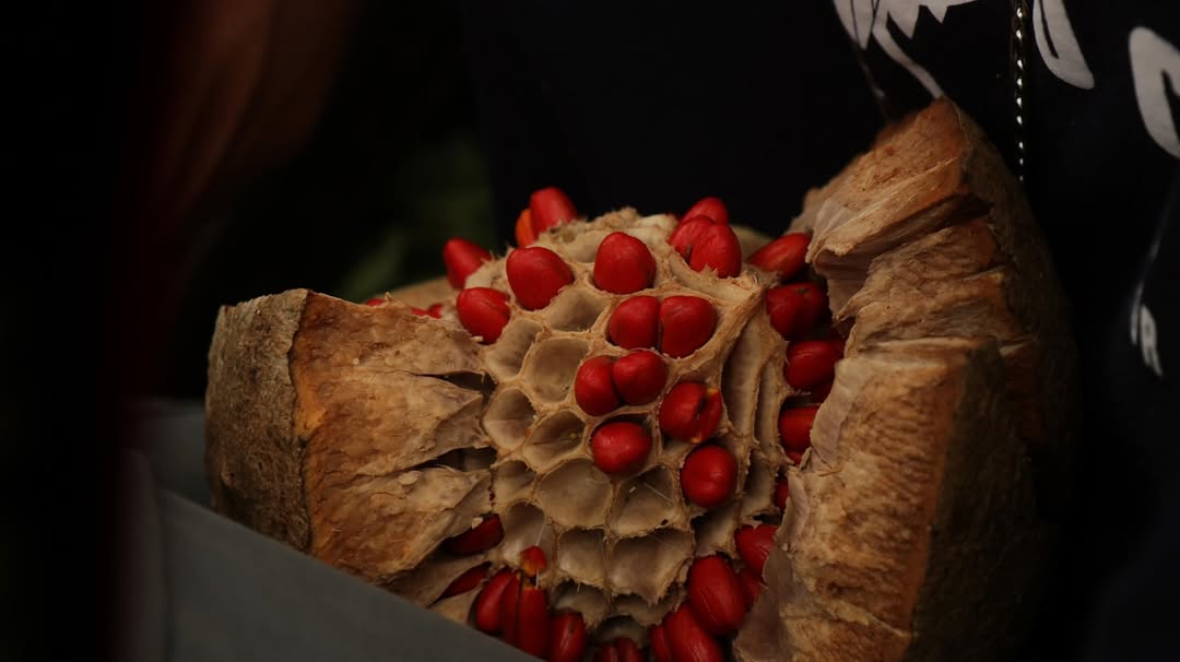La esperanza florece en el Chocó: la Magnolia dixonii mejora su estado de conservación