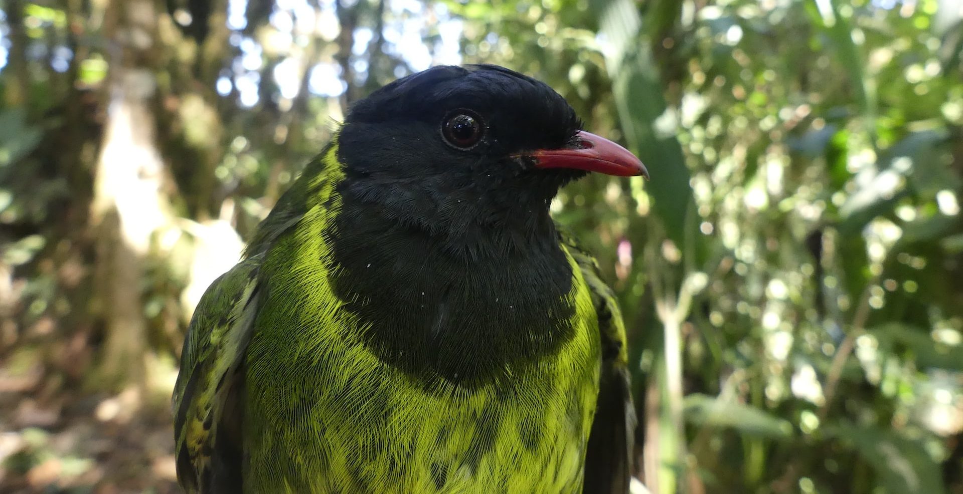 La biodiversidad que habita en el Intag