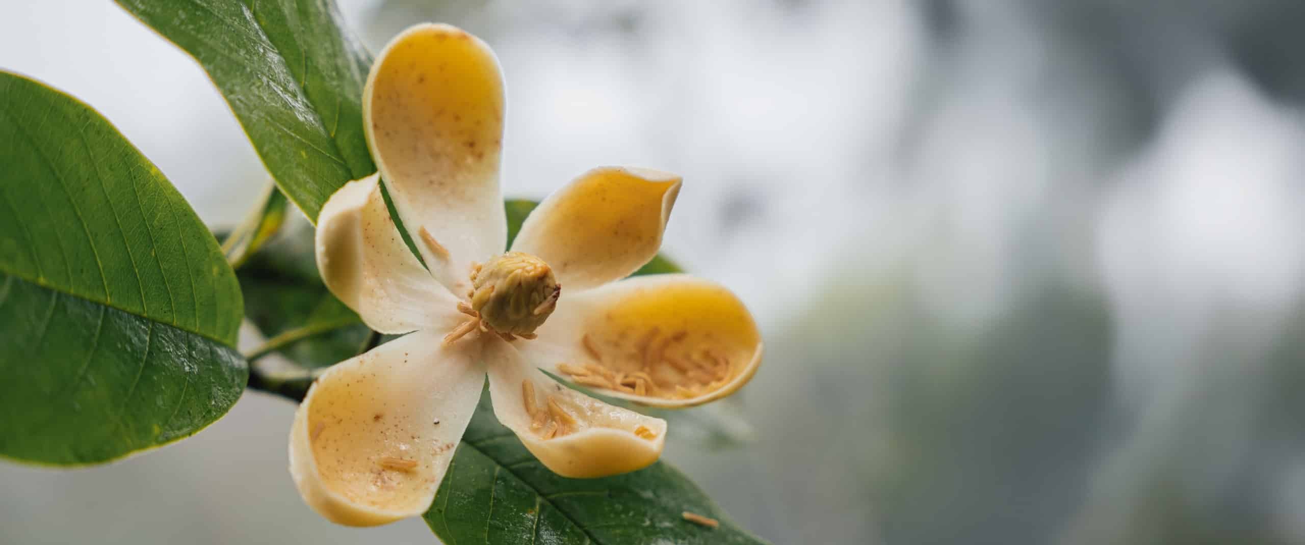 Las magnolias que conectan bosques en el Chocó Andino