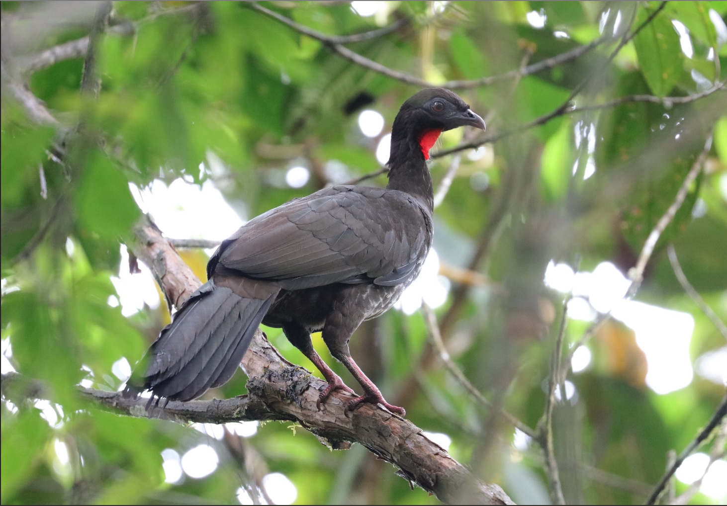 Comunidades del Chocó Andino se unen para proteger al mono capuchino y a la pava del Chocó