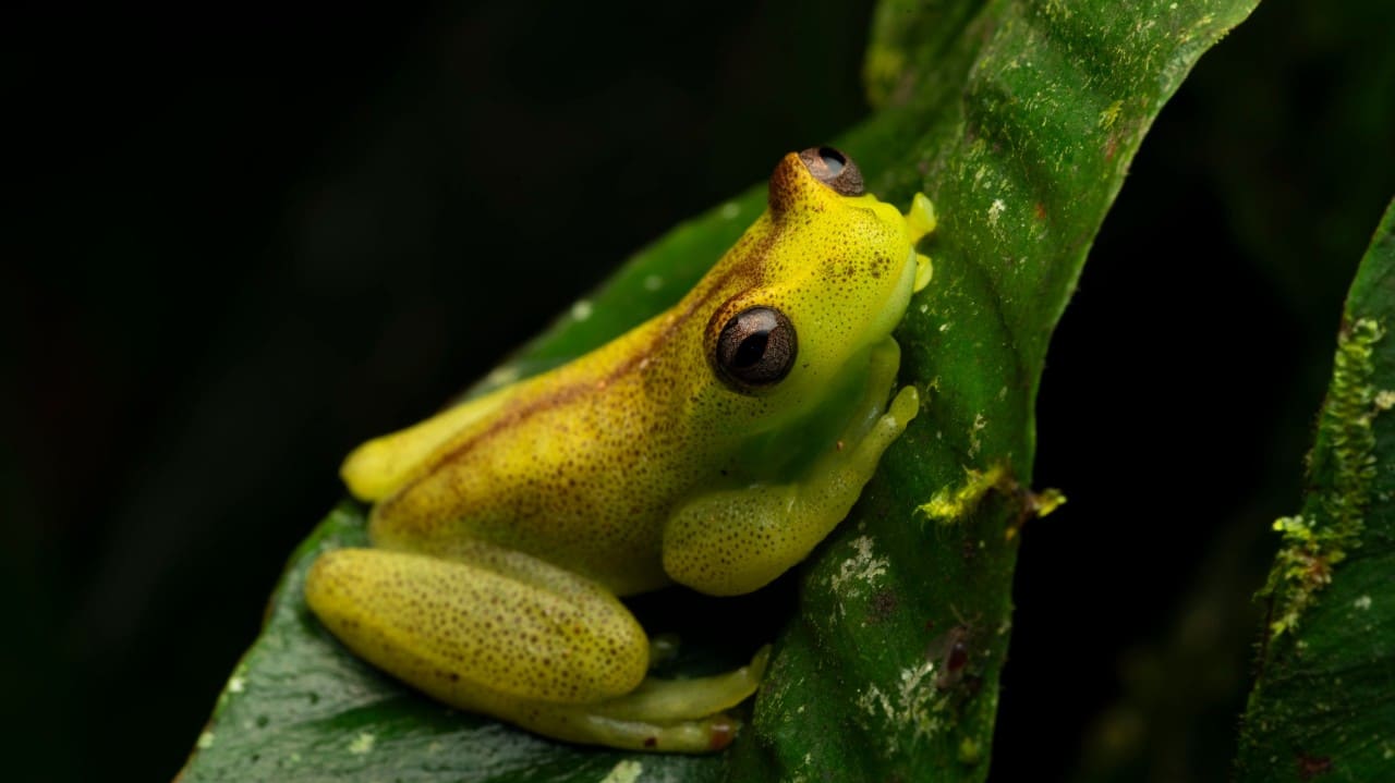25 nuevas especies del Chocó Andino